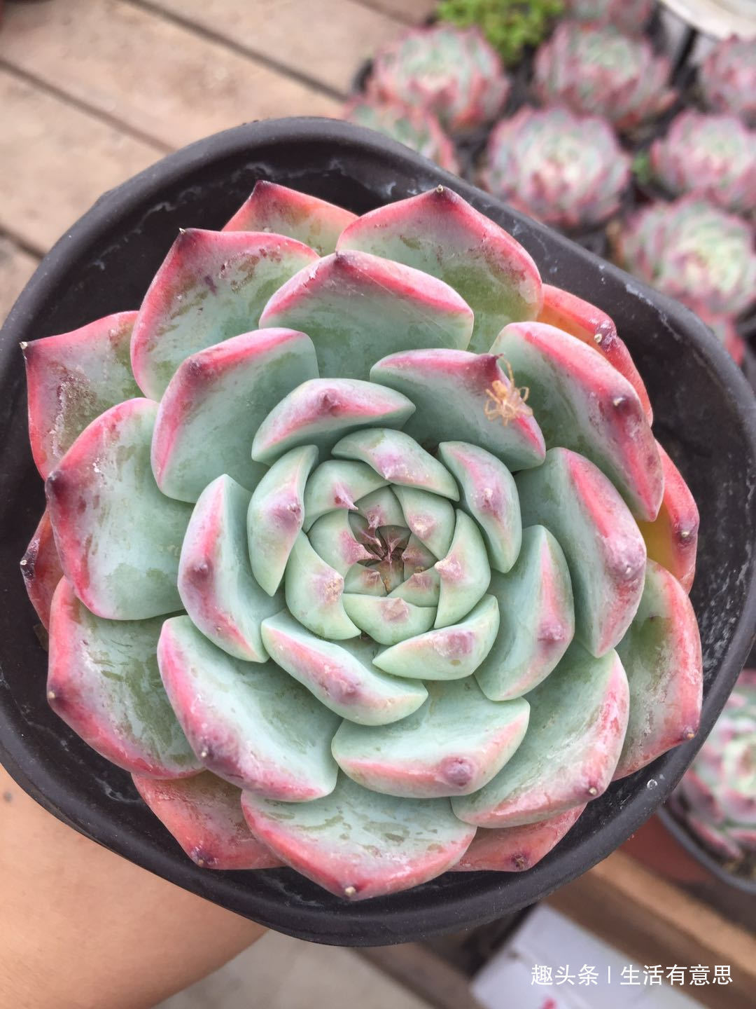 植株|它们,形相似,名有别,肉一样,色不同,几款多肉“莲花”好爆盆