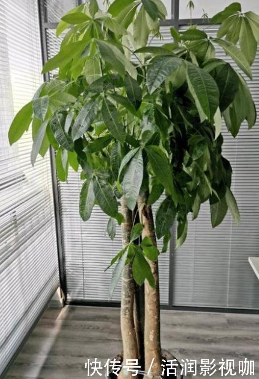 客厅盆栽植物如何达到装饰美化的目的养4种绿植，好看又好用