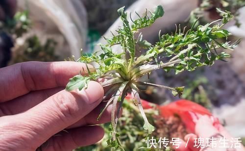 荠菜|乡下这“野菜”5块一斤,谁都爱吃,掏钱从不手软,五六斤嫌少了