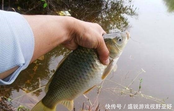 垂钓|“人有路，鱼有道”，这3种地方别错过，堪称鱼儿必经之路