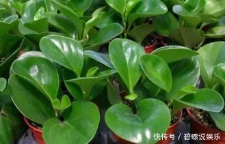 提起桌面盆栽就是绿萝,你真的落伍了