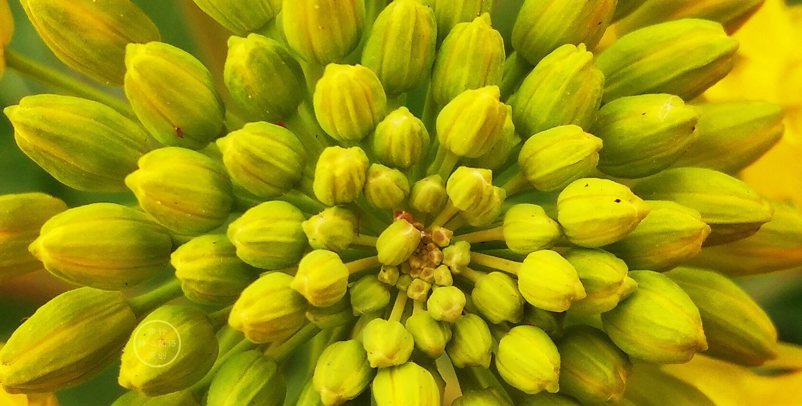 欢笑&将日子变成茶园,种下欢笑,也种下梦想