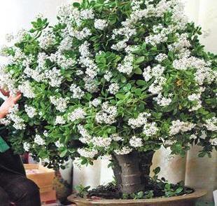 适宜客厅养的3种耐旱花,30天浇一次,茎壮花爆盆,叶子巴掌大