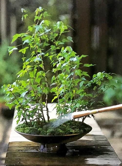 汇集三点原则,为盆景量身定做“独家”浇水法则!