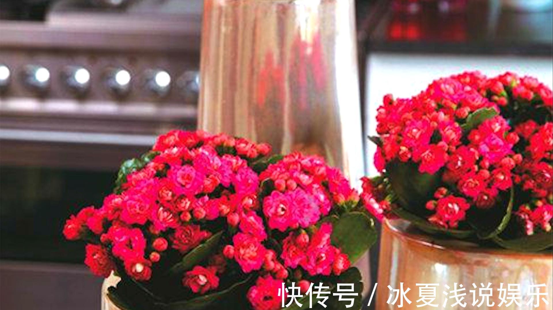 怕水多的“11种花”,家里若有管住手,养不好都是因为太勤了