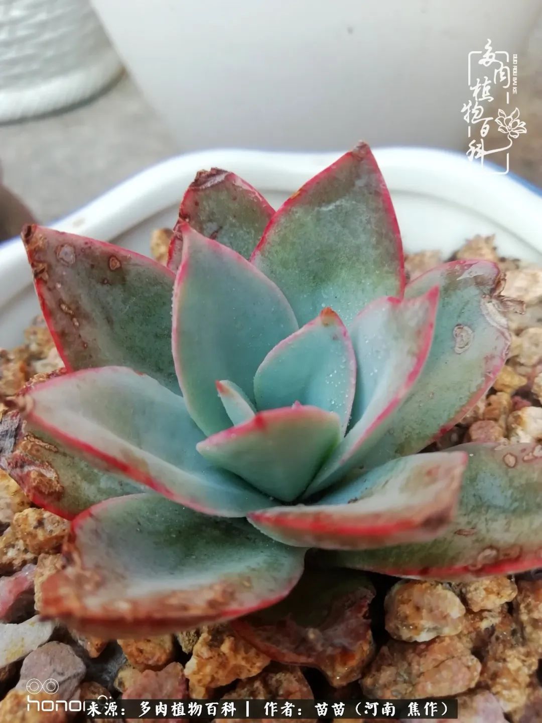 迷上多肉后,有一种喜欢叫一日看三回!