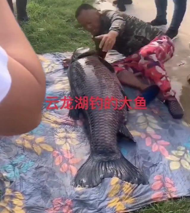 男子钓到176斤大鱼,身形跟人一样长,“年年都要被钓上岸”
