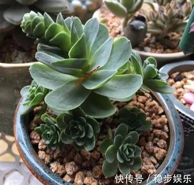 4种情况出现,就得给多肉''砍一刀'',植株方能越长越美