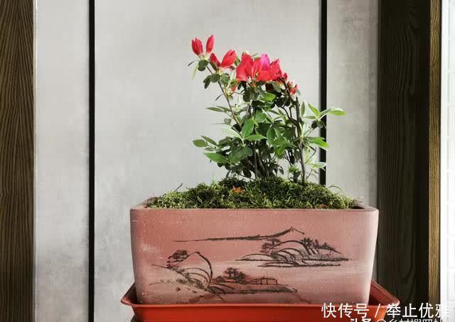 映山红是怎么种植的?掌握这些技巧,40天能生根,90天可成活