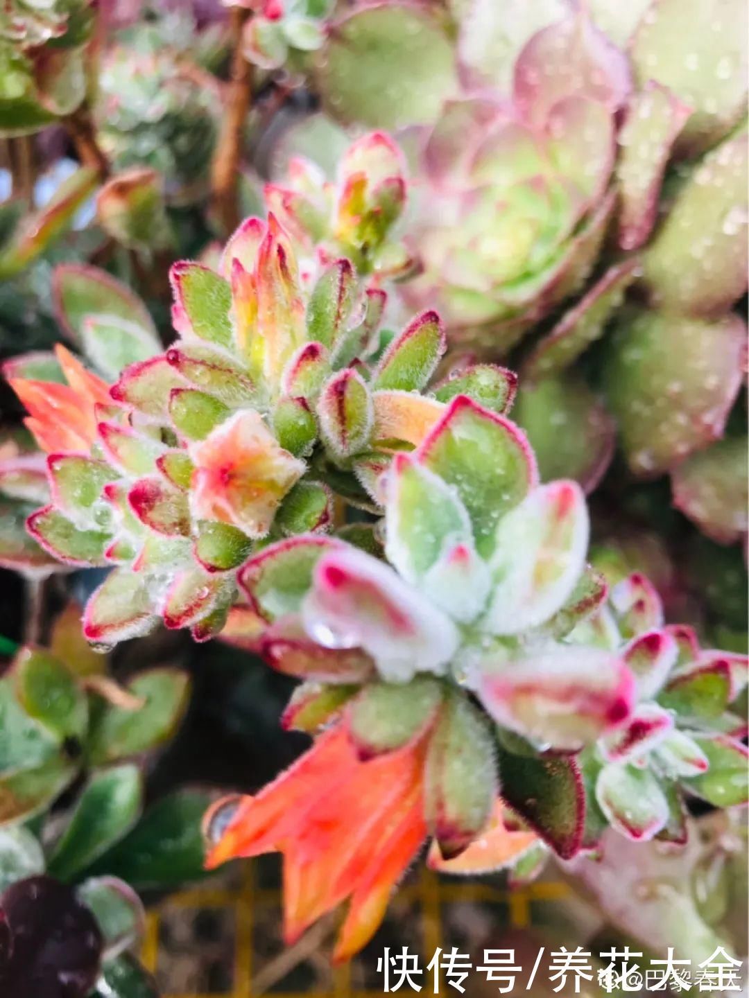 多肉|8种贵花,一盆好几百,有钱了一定要买一盆