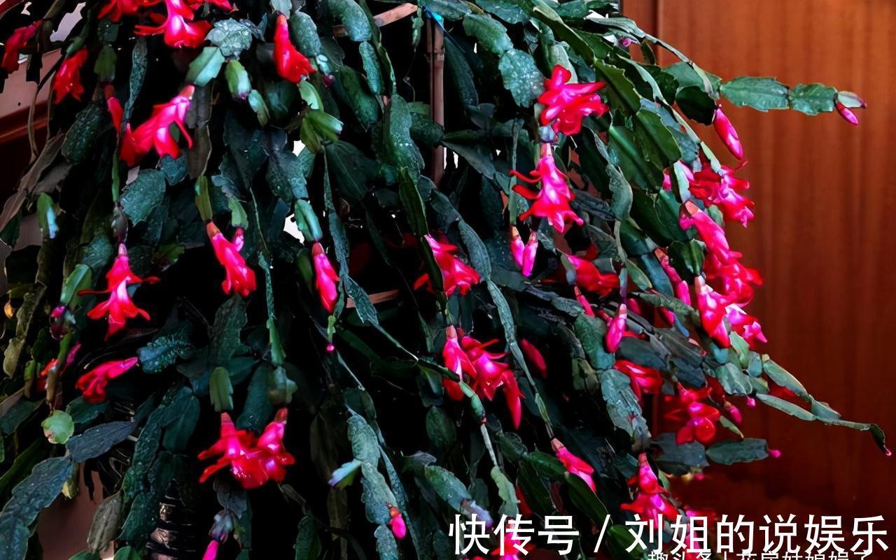 8种需要冬天“停水”的花,再浇水,可能会要了它们的命