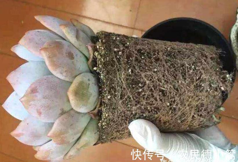 酥皮鸭|多肉花盆不透气，三伏天想换盆？要是像这样操作那换一下也无妨