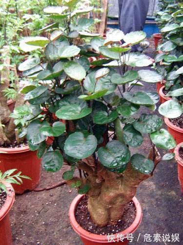 秋天养花，切忌“乱施肥”，4个“错误”要避免，要不谁也养不活