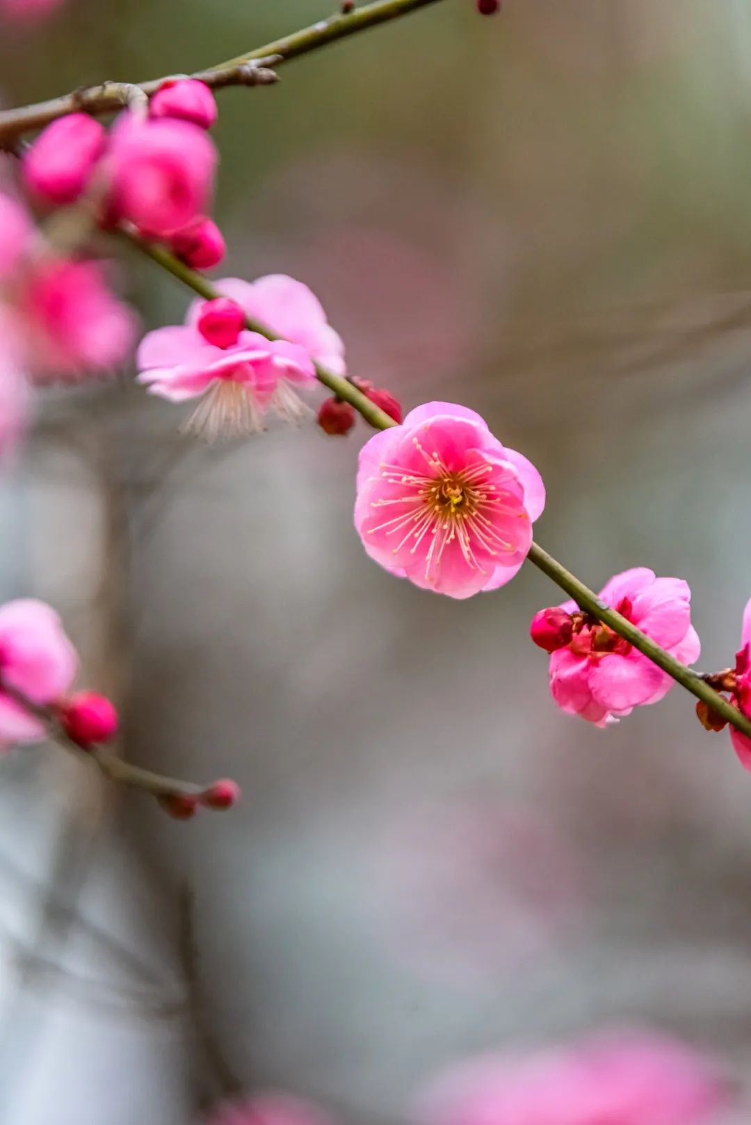 梅景|蜡梅、梅花罕见同开，武汉植物园限量版梅景上新