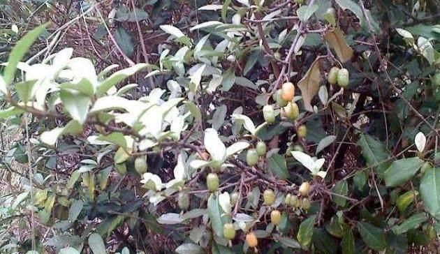 成熟|农村才有的奇特美味野果,吃过十种以上算你牛,城里人见得少