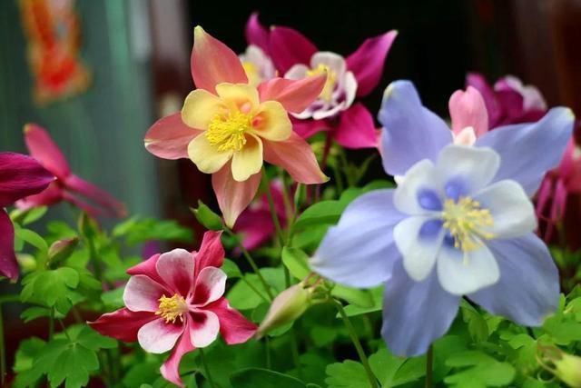 这花名字土掉渣,开花却特美,花期长达3个月