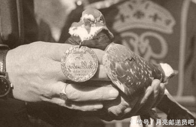 军鸽|抗日战场上最不能留的动物，如果遇到宁可先不杀鬼子，也要先杀它