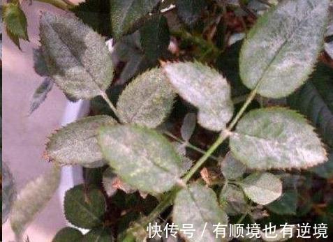 月季花杜鹃花栀子花总是养不活教你一招,连开3个月!