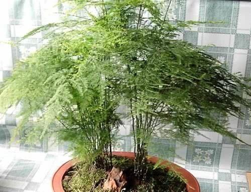 给文竹浇水时加点“料”,一“窜”2米高,10年不黄叶