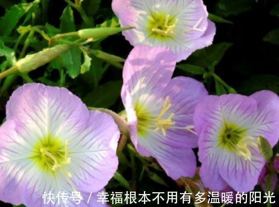 喜欢在家中养护花卉，就选择开花量大的花卉，花色艳丽，满屋飘香