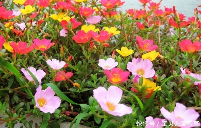 植物|懒人最爱超好养的三大开花植物