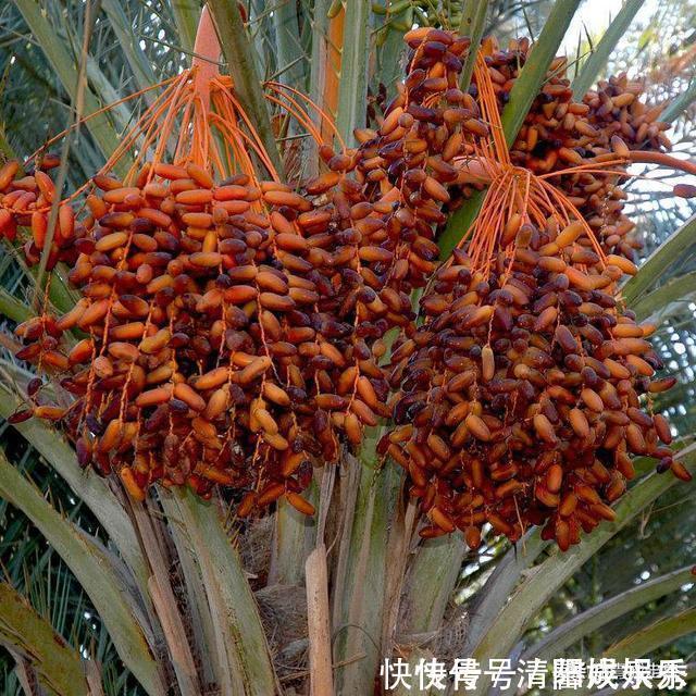 海带苗|建议中老年人:别舍不得花钱!多吃下面这些食物,营养美味气色好