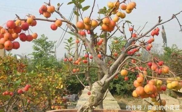 盆栽|单纯养花有点枯燥怎么办?不如盆栽种植水果,既好看又有趣