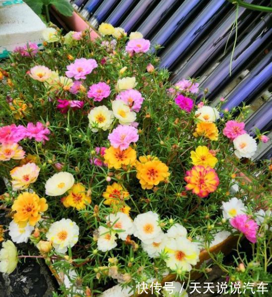 花盆|这种花长得像杂草，开花就泛滥，怎么折腾都不死，天天有花看