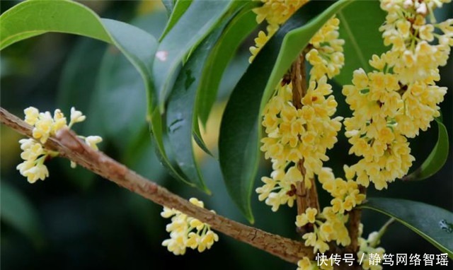  加餐|纳兰性德最体贴温润的友情：凭寄语，劝加餐，桂花时节约重还！