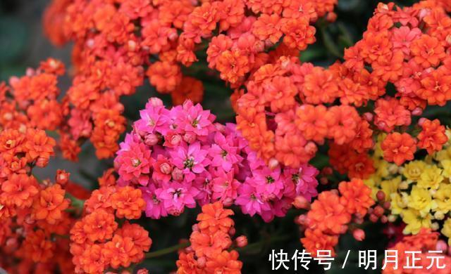 肥料|长寿花有“4喜4怕”，把它记到脑袋里，爆盆开花很容易
