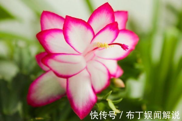 新手养花就选5种花，花期长、易爆盆、超漂亮，养100盆也不多！