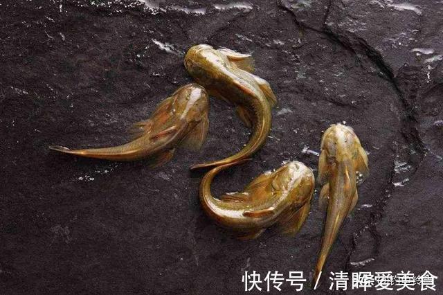 石爬子鱼,虽躲进湍流里生长,依然躲不过1000元一斤走上餐桌