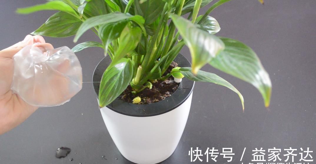 花草|花盆上放一个塑料袋, 没想到还有这个妙用, 看完这招你会感谢我的