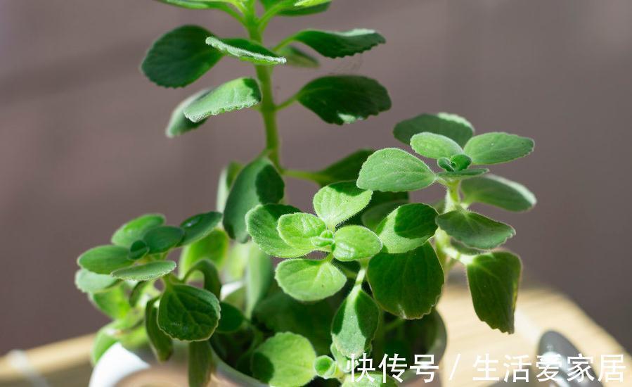 浇水|此种植物一碰一身香,不仅能驱蚊虫还能吃,聪明人都在养
