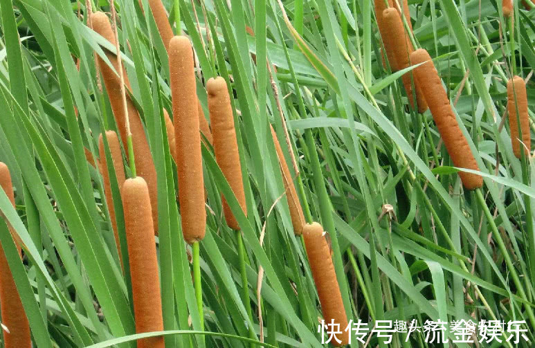 好药材|河边一种像“香肠”的野草,小孩常摘去玩,殊不知珍贵是好药材