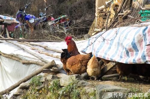 公鸡|寻访秦岭铁铜沟，这排老房子很好看，屋檐下色彩丰富，有红也有黄