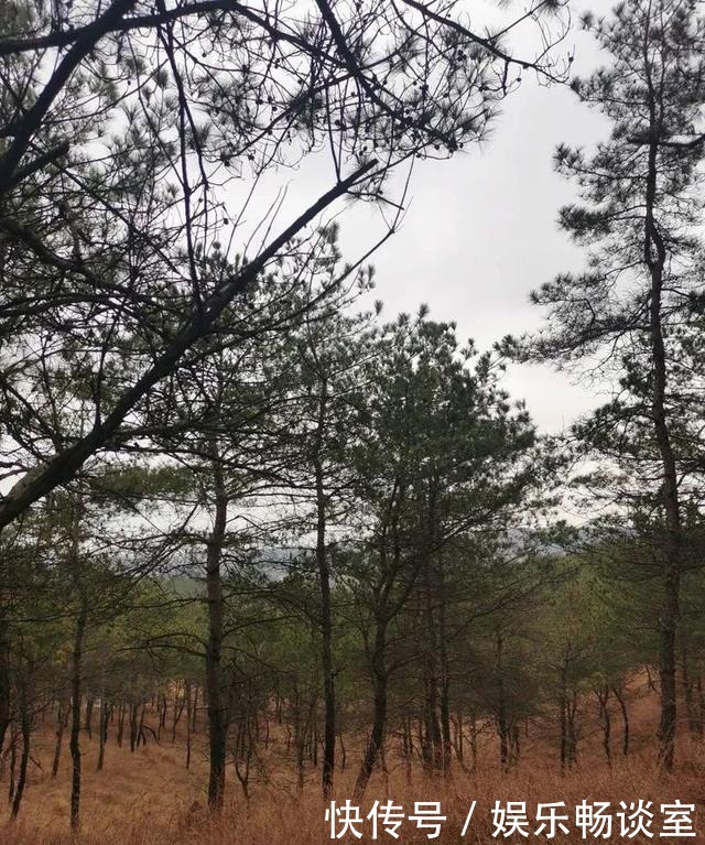 故乡山,家乡情