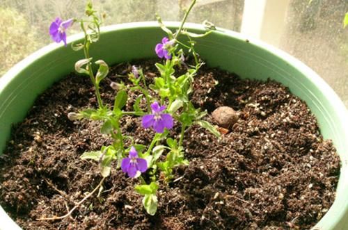 养好花的前提是让养花土变得更疏松肥沃，但该怎么操作？