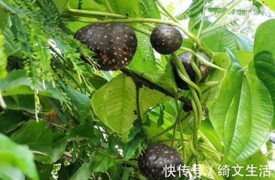 免疫力|补气是提高“免疫力”的最快方法,告诉你一味药能补肺气、脾气