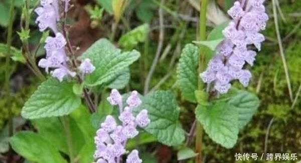 农民|农村这种野草,农民用它泡水喝,活血化瘀,老人腰也不痛了