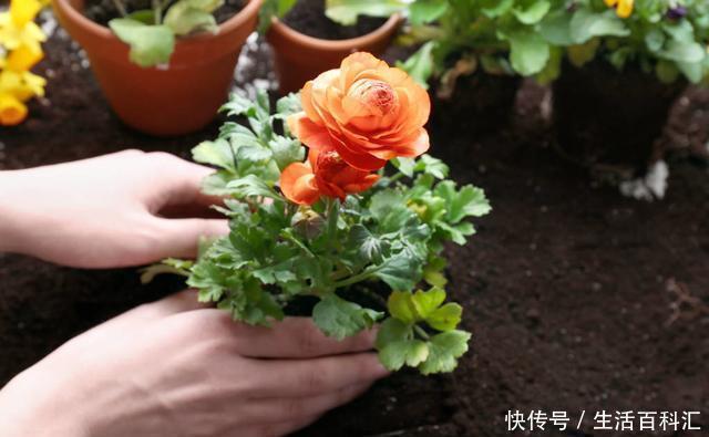 养分|羊粪养花好?3个害处不知道,越养越心烦,还很容易养死