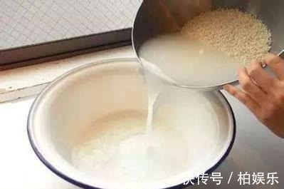 啤酒|君子兰“会浇水”就养得好,这2种水换着来,叶子绿得亮眼睛