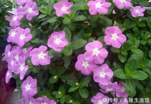 养花就养这4款,全年“开花不停”,阳台养一盆,变成小花园