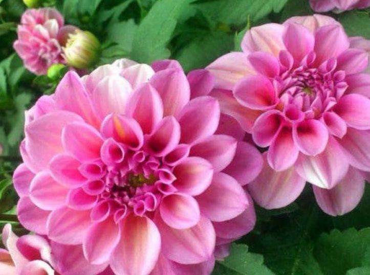 4种花耐热耐晒更耐旱，养上一盆四季欣赏，好养活还不贵