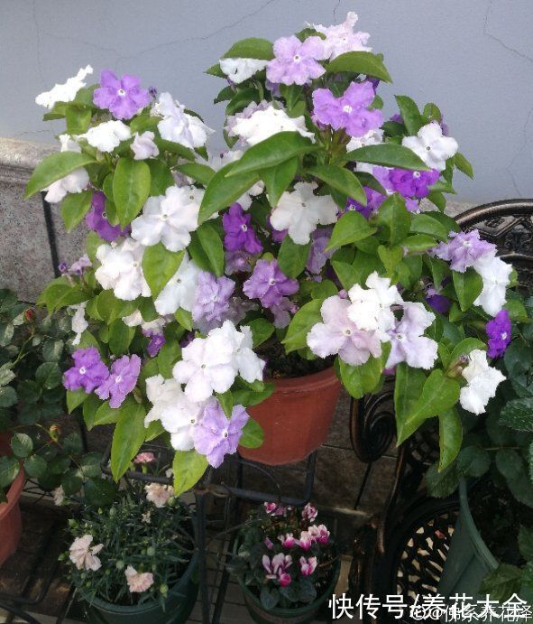 养花|养花用点“酸酸水”,花长得特旺,叶子绿得直滴油