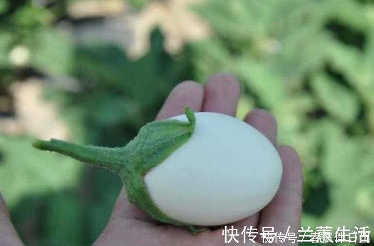 阳台养盆“鸡蛋”,生长快结果多,3天采摘1次,够全家吃!