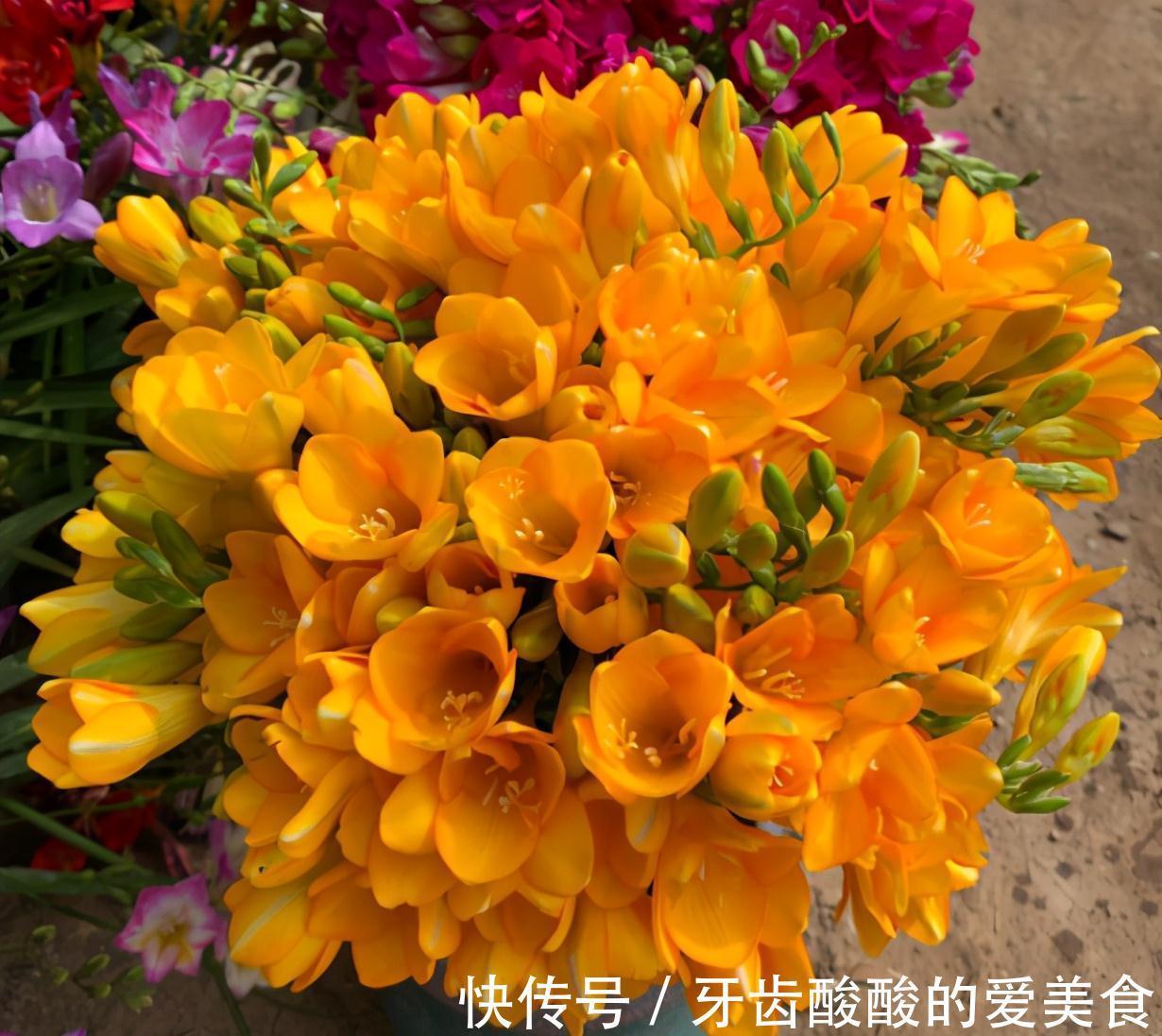 芦荟|6种“女人花”能吃又好闻,采花泡茶养容颜,女人养花,花养美女