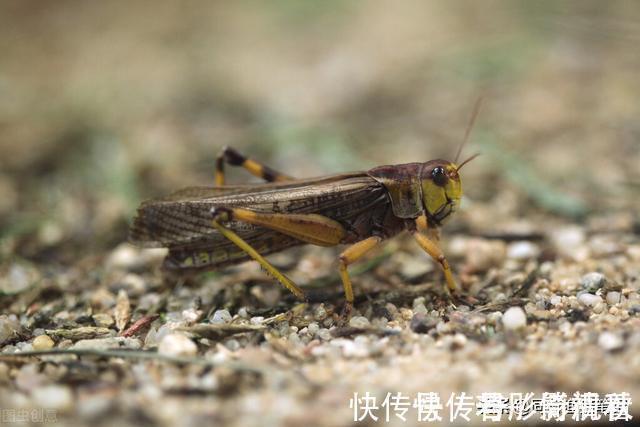 钓草鱼最快的方法,三个民间高手绝技,真是一山更比一山高