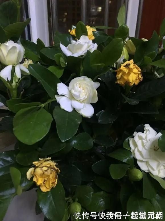 盆边|3种药片养花有“奇效”,浇水溶1片,叶绿根壮,比花肥厉害