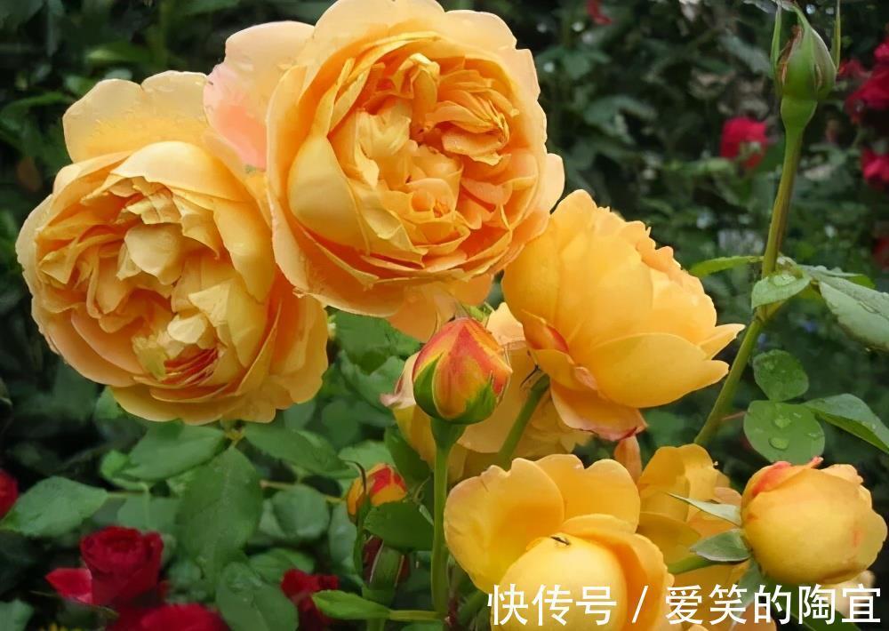绯花玉|夏天养几盆“喜阳花”,花色艳丽开花多,皮实好养适合新手